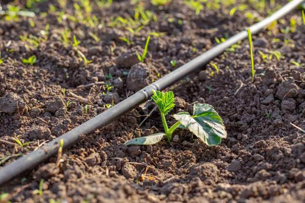 Дачникам назвали лучший способ защитить саженцы от весенних морозов