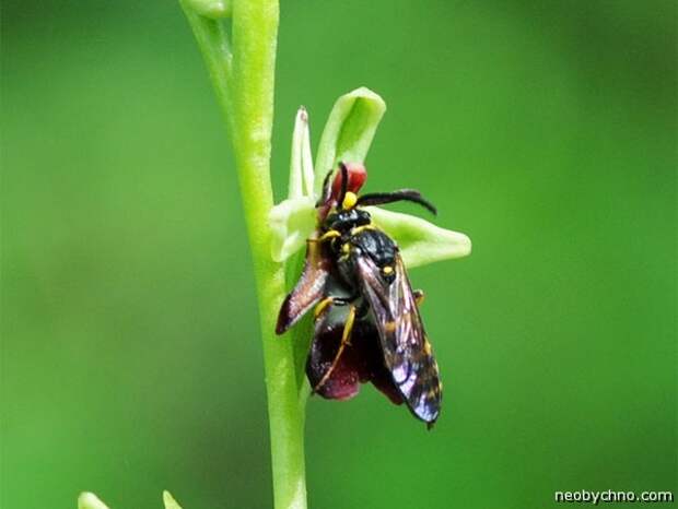 ophrys insectifera в работе