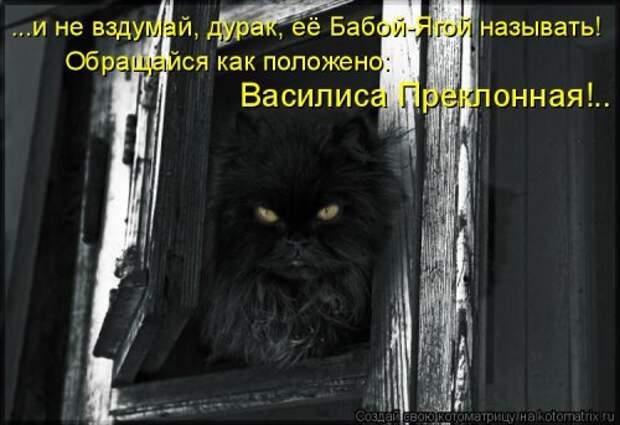 Лучшая котоматрица недели (32 фото)
