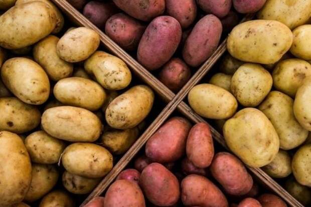 В России снова начал дорожать картофель