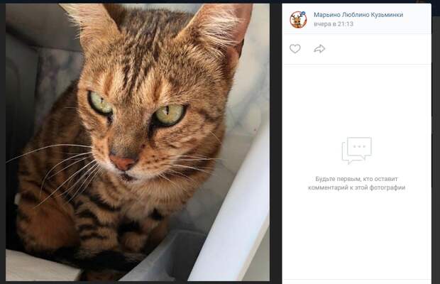 Бенгальскую беглянку ищут на Братиславской