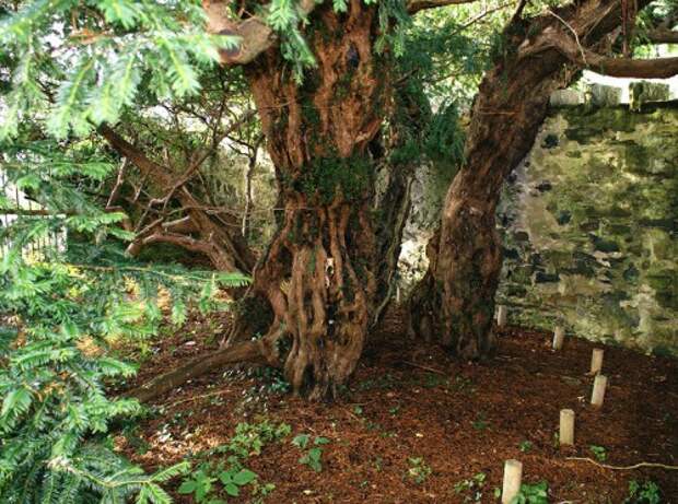 Фортингальский тис (Fortingall Yew)