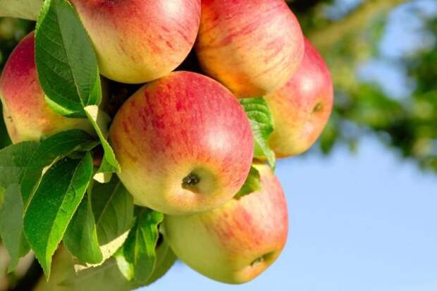 Чем осенью подкормить грушу и яблоню для повышения урожайности