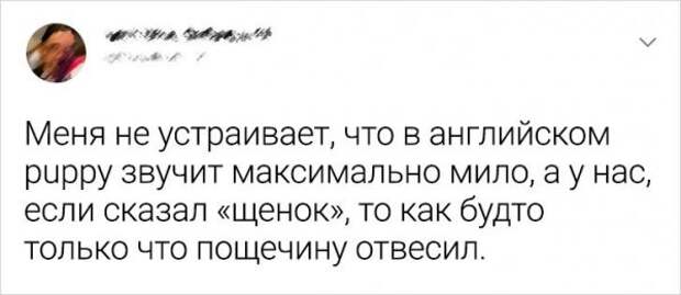 твит про щенка
