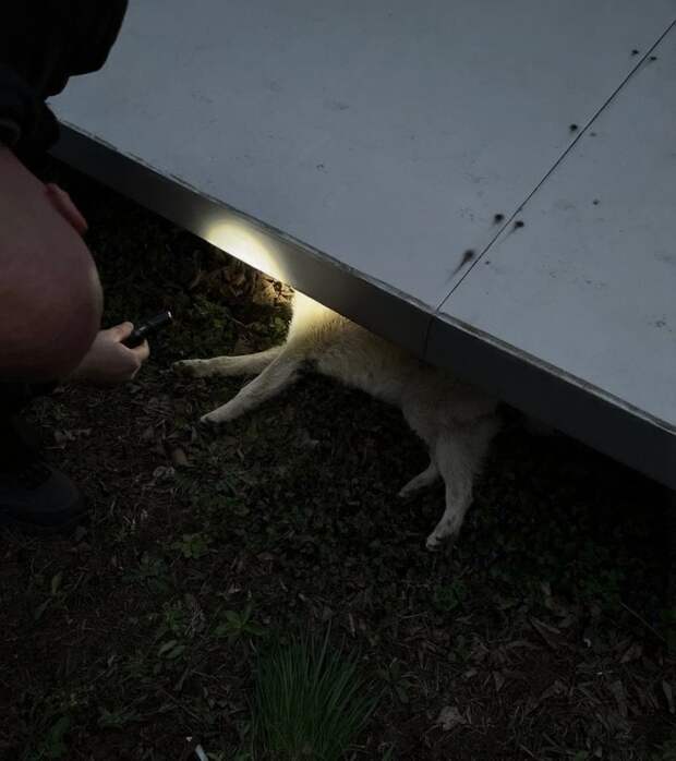 Сбил собаку возле "Донбасс Арены"