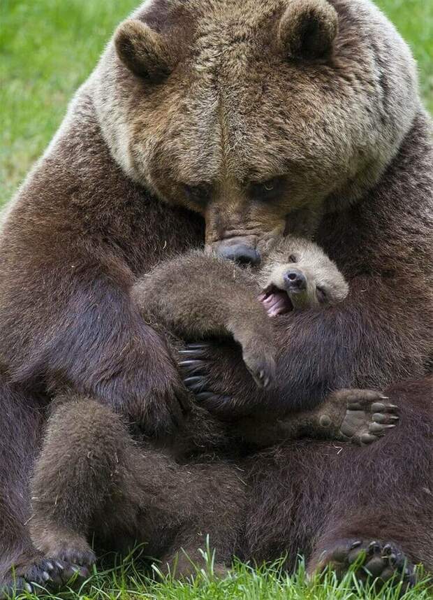 Несколько милых фотографий медведиц с детьми