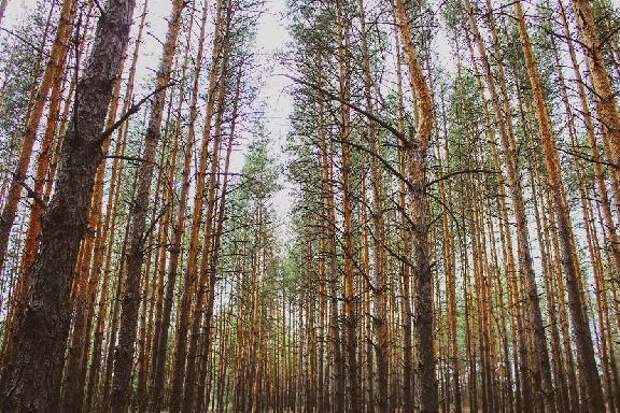 Сколько зарабатывают в тамбовской глубинке, лес рубят – доходы падают и где может загореться в апреле: что писали о регионе на этой неделе федеральные ресурсы