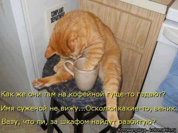 Свежая котоматрица на Бугаге (37 фото)