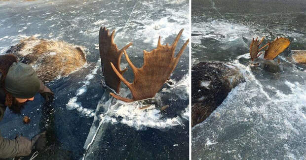 Два сцепившихся лося замёрзли во льду. Их последняя драка. 