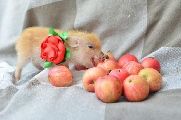Свинка и яблоки