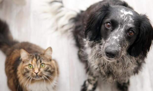 7 историй проявления интеллекта у животных, которые поражают воображение