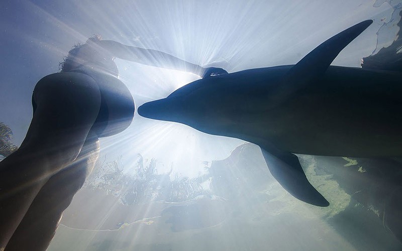 dolphins12 dolphins12 Самые удивительные факты о дельфинах