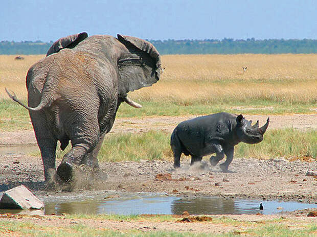 Для слонов и носорогов в Африке наступили трудные времена. Их безжалостно истребляют браконьеры. ФОТО ALASTAIR RAE/FLICKR.COM (CC BY-SA 2.0) 