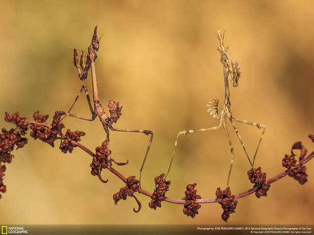2016-national-geographic-nature-photographer-of-the-year-winners-11-584fb79a332e7__880