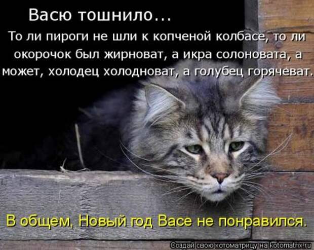 1451492432_kotomatritsa_em