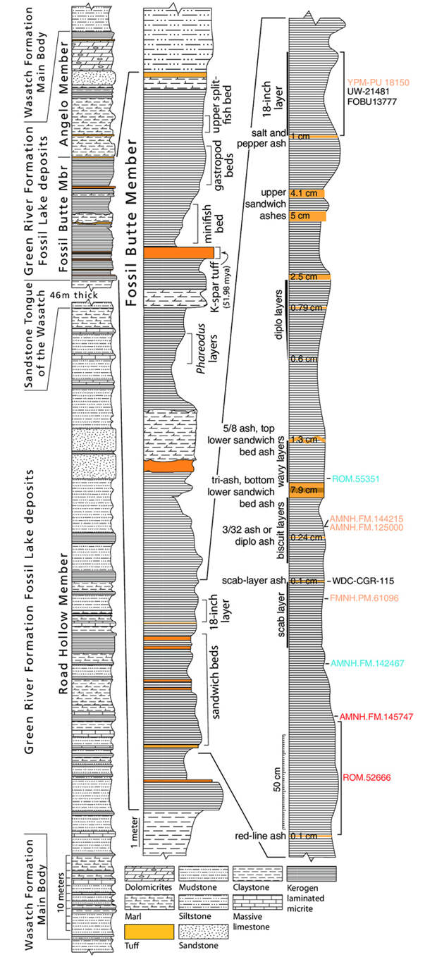 Составная стратиграфическая колонка формации Грин-Ривер