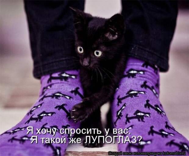 Лучшая котоматрица недели (32 фото)