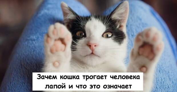 Зачем кошка трогает человека лапой и что это означает