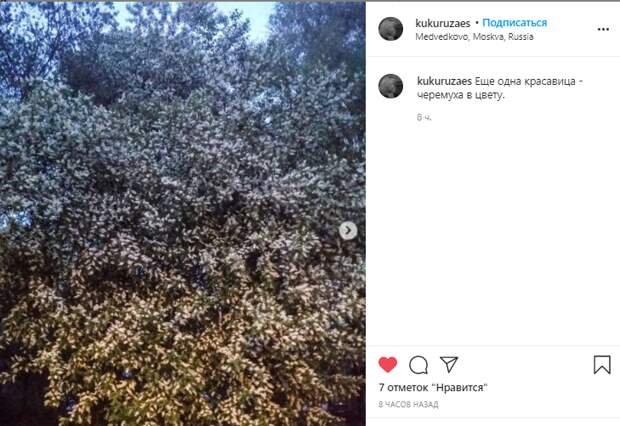 Фото дня: в Южном Медведкове расцвела черёмуха