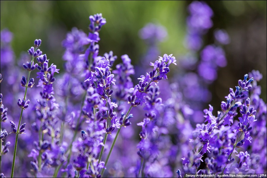 Lavenderfields10 Крымский Прованс. Лавандовые поля в Крыму