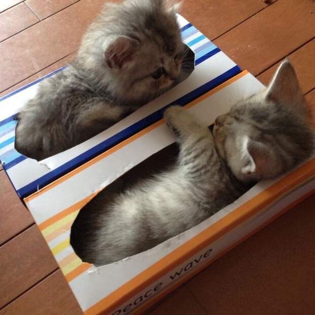 Кошки помещаются во всем