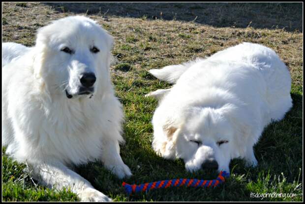 Atka wasn't thrilled that he had to wait.