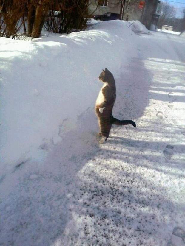 Котики