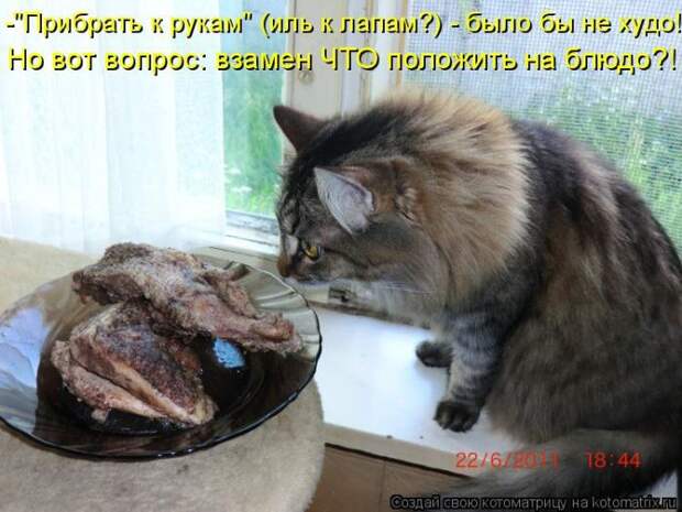 Лучшие котоматрицы недели (50 фото)