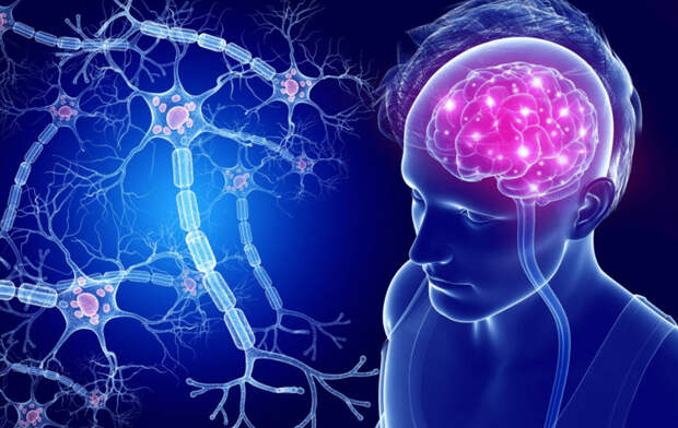 Болезнь Альцгеймера: ученые нашли способ восстановить мозг