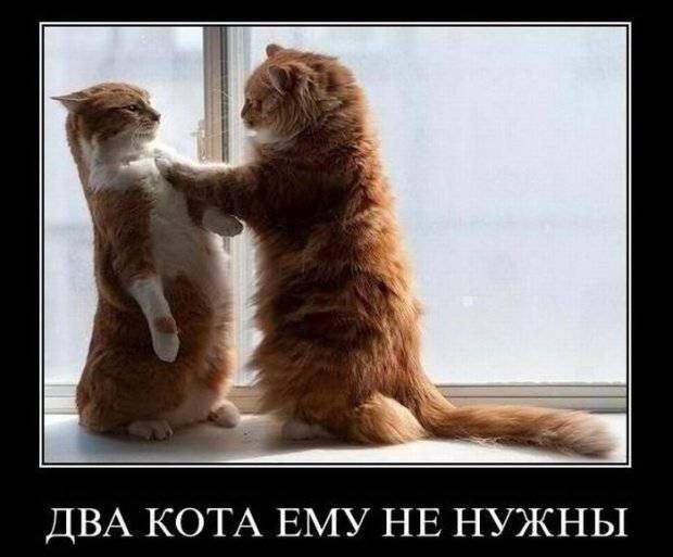 Прикольные демотиваторы для поднятия настроения (11 фото) Прикольные демотиваторы для поднятия настроения (11 фото)