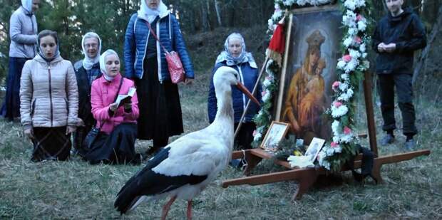 В Белоруссии аист прошел 12 километров крестным ходом вместе с верующими