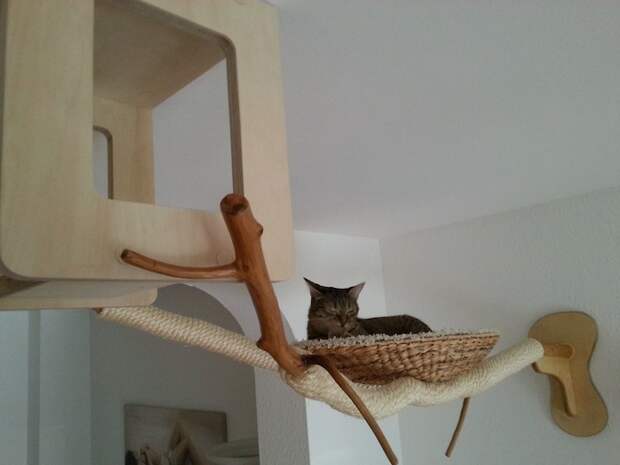 Раздолье для кошек