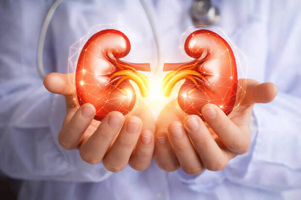 Учёные заметили старение почек за месяцы и нашли защиту для них