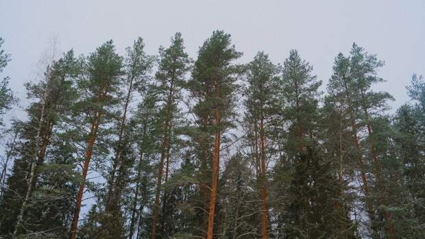 Под Калининградом обнаружили обломки сбитого в 1945 году Ил-2