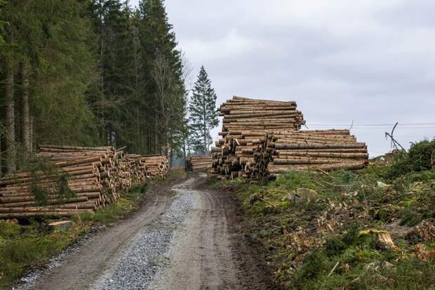 Кабмин продлил повышенные таможенные пошлины на брус и пиломатериалы до конца 2028 года