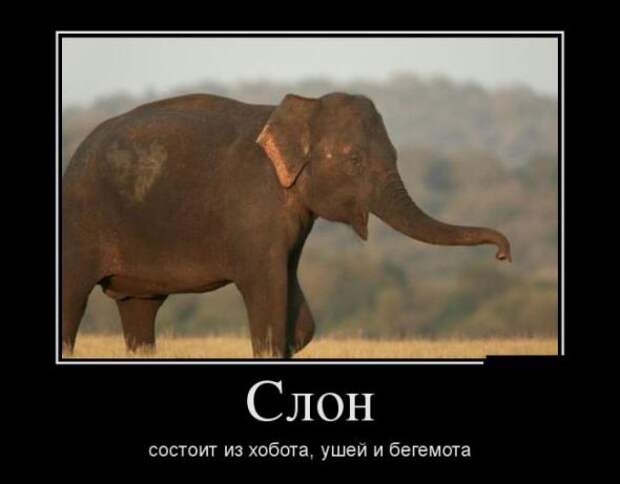 Немного новых демотиваторов