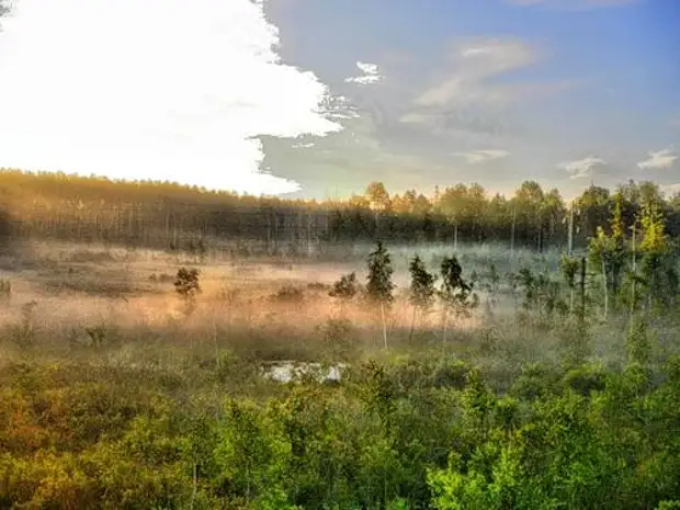 Мшинское болото фото