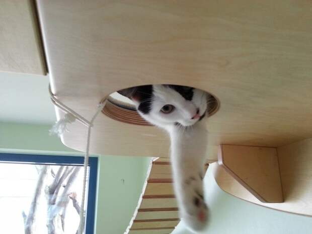Раздолье для кошек