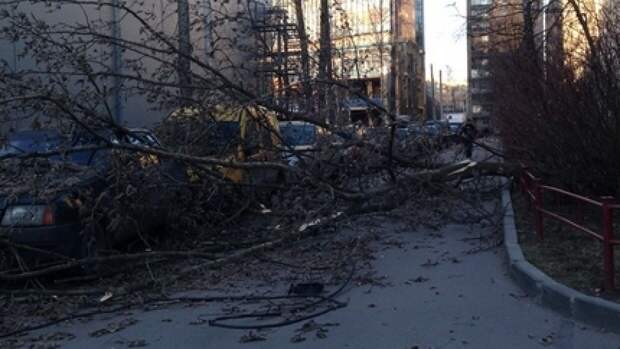 Подросток погиб после падения дерева под Костромой