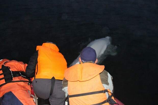 На Камчатке спасли кита-белуху, запутавшуюся в рыбацких сетях