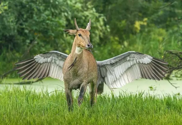 Самый позитивный конкурс по съемке животных Comedy Wildlife Photo Awards объявил победителей и финалистов 2022 года