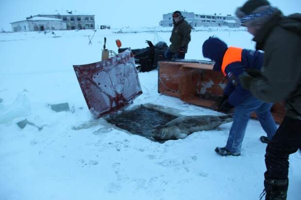 Спасение тюленя в Беломорском районе Карелии. Фото: МЧС РК