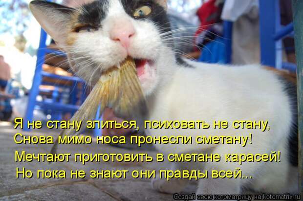 Котоматрица: Я не стану злиться, психовать не стану, Снова мимо носа пронесли сметану! Мечтают приготовить в сметане карасей! Но пока не знают они правды 