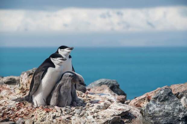Количество пингвинов уменьшается, по мере изменения климата