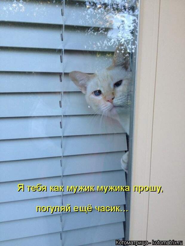 Котоматрицы