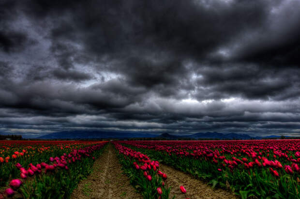 tulips24 Самые яркие тюльпаны со всего света