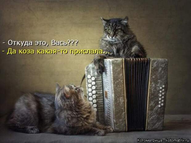 Свежая котоматрица для всех (20 шт)