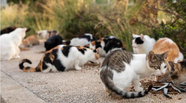 Как правильно взять кошку из приюта и с улицы