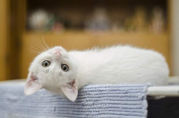 о котах белый котёнок