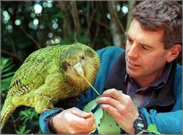 kakapo1 Самые необычные существа планеты Земля. Часть II